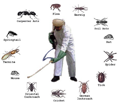 Pest control service